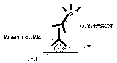 抗GM1IgG抗体検査の原理図