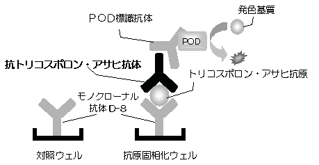 抗トリコスポロン・アサヒ抗体検査の原理図